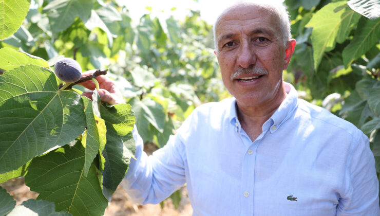 Akdenizli incir üreticilerine bilimsel destek