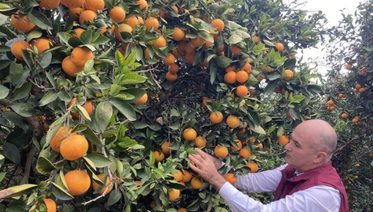 Hasat başladı: Türkiye’nin portakal üretiminin yüzde 50’sini Doğu Akdeniz karşılıyor